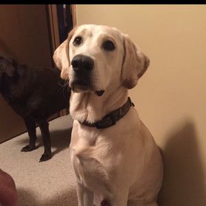 Meet your Posher, Brendan